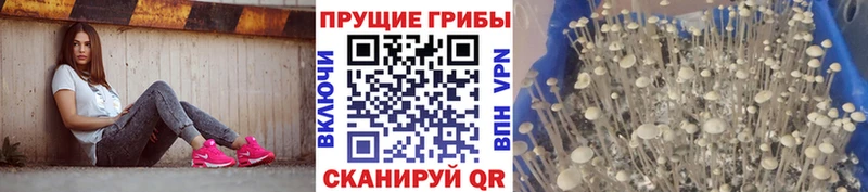как найти закладки  Анжеро-Судженск  Псилоцибиновые грибы MAGIC MUSHROOMS 